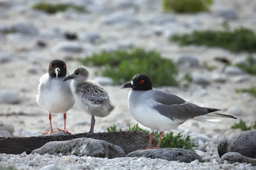 Xeme (Sabine’s Gull) Physical Characteristics, Adult Plumage Winter