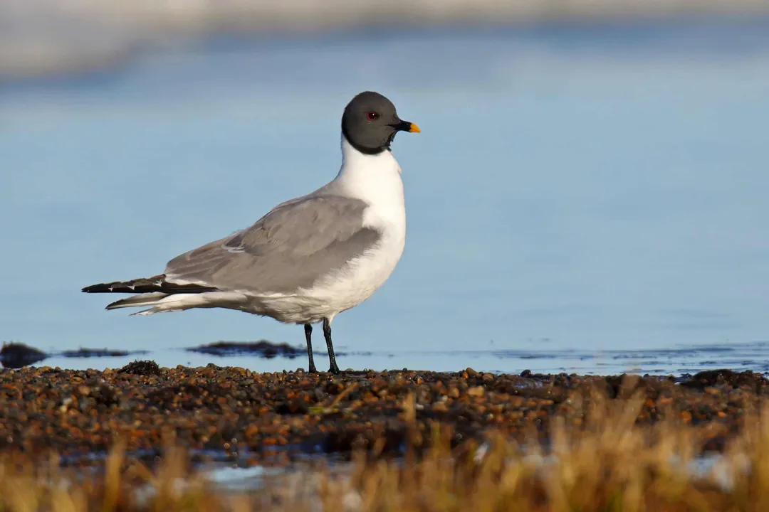 Xeme (Sabine’s Gull) Scientific Classification, Taxonomic Structure