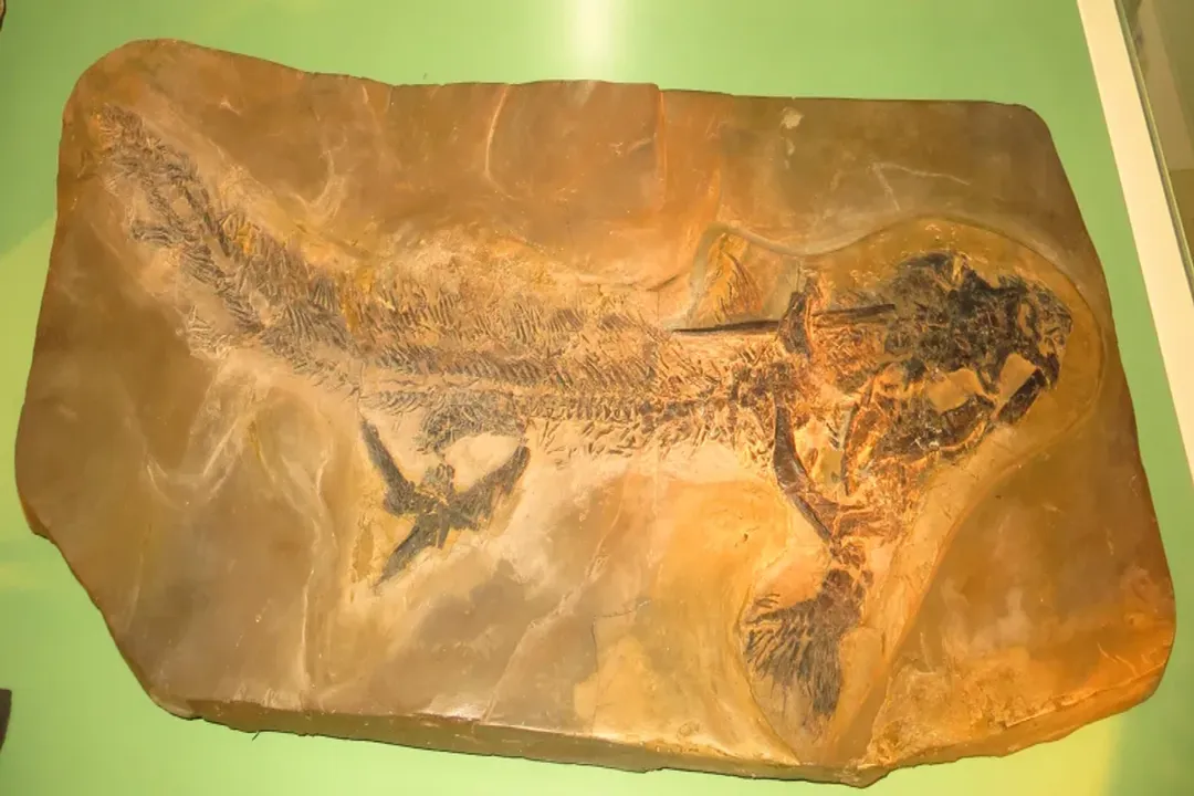 Xenacanthus Diet, Prey Spectrum