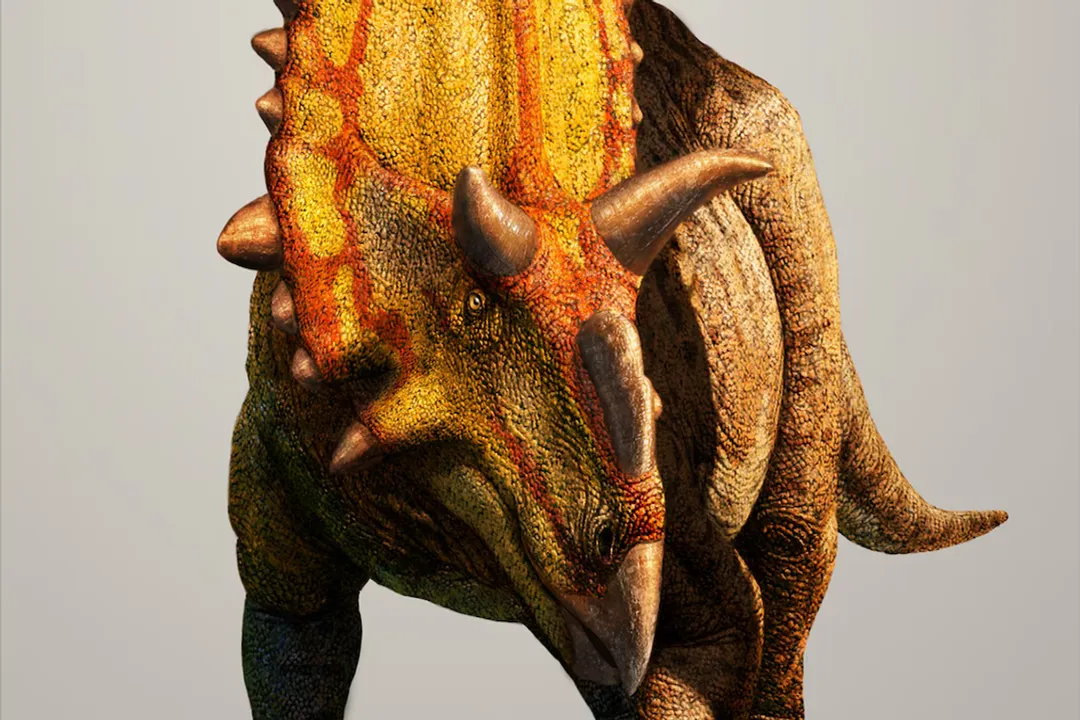 Xenoceratops Evolution, Oldest Record