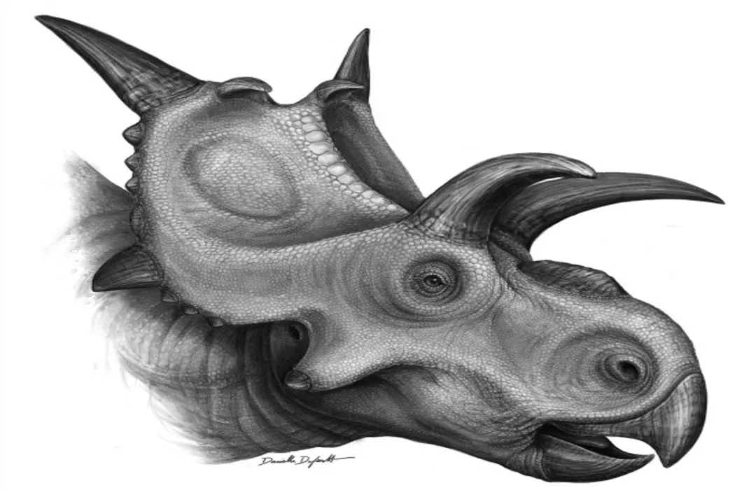 Xenoceratops Facts, Unique Features