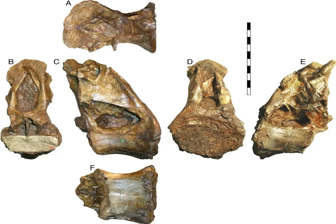 Xenoposeidon Evolution, Skeletal Remains