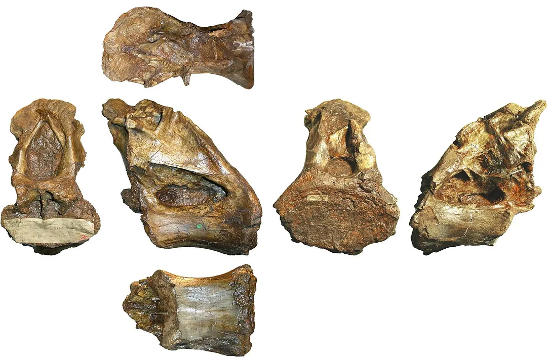 Xenoposeidon Evolution, Phylogenetic Position