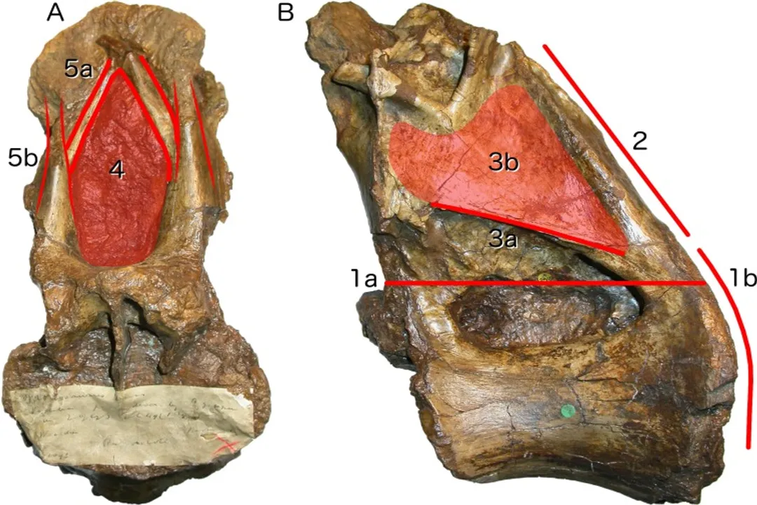 Xenoposeidon Locations, Geological Unit