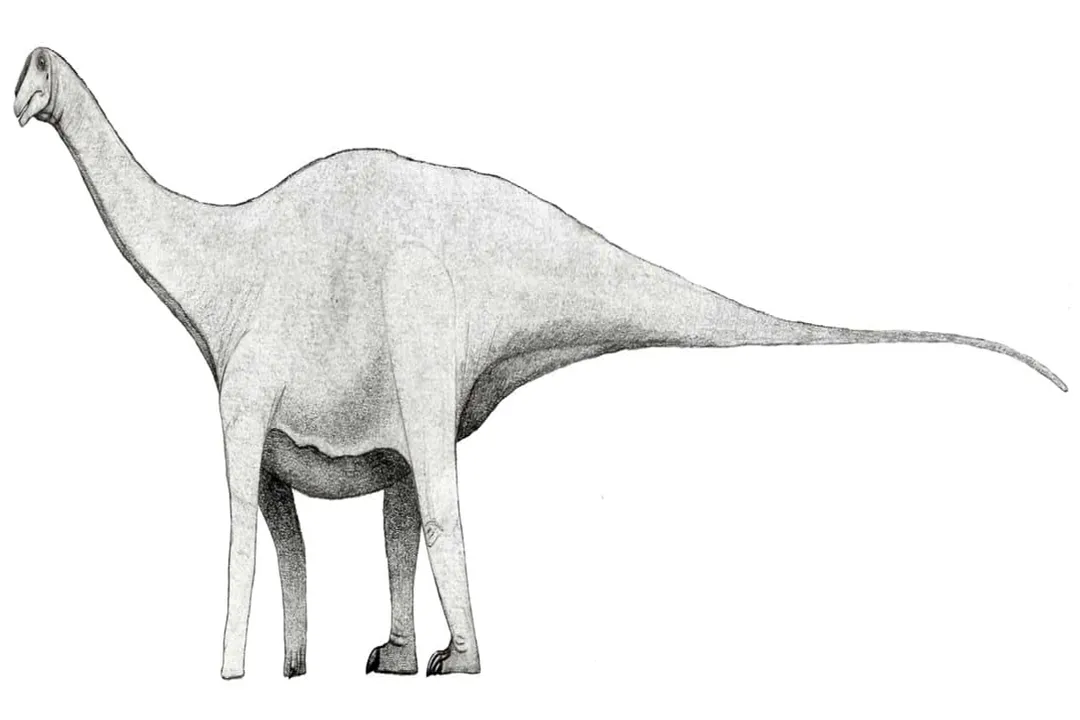 Xenoposeidon Physical Characteristics