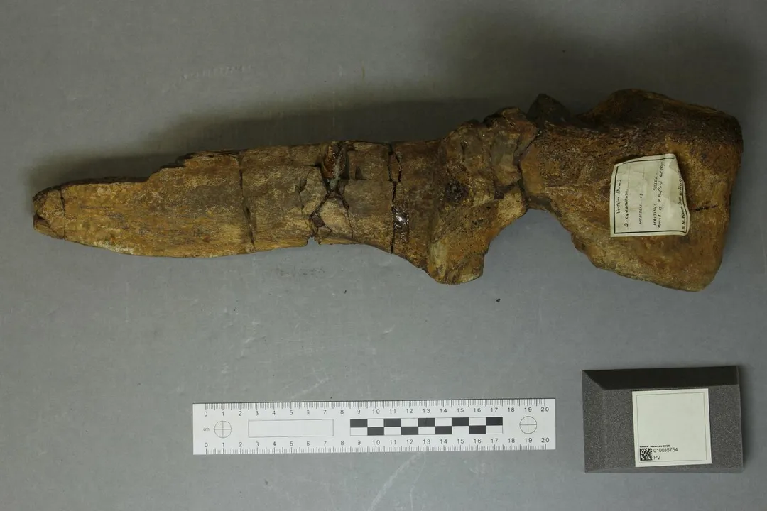 Xenoposeidon Scientific Classification