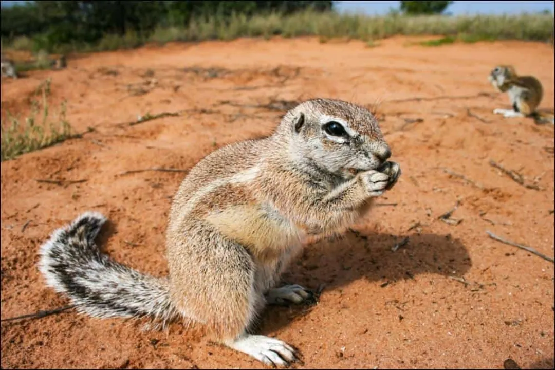 Xerus Facts, Ground Squirrels