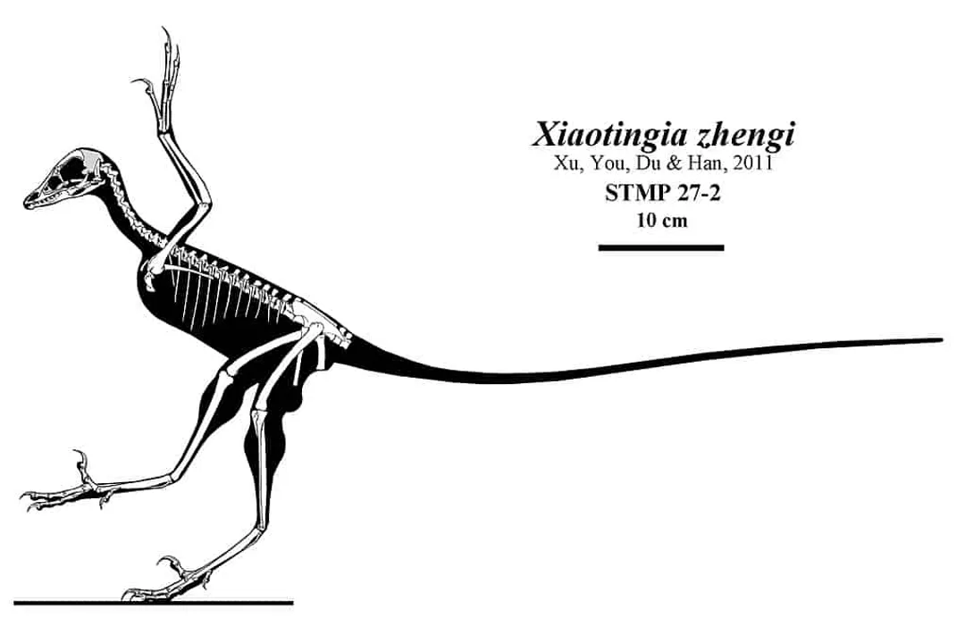 Xiaotingia Facts, Jurassic Setting