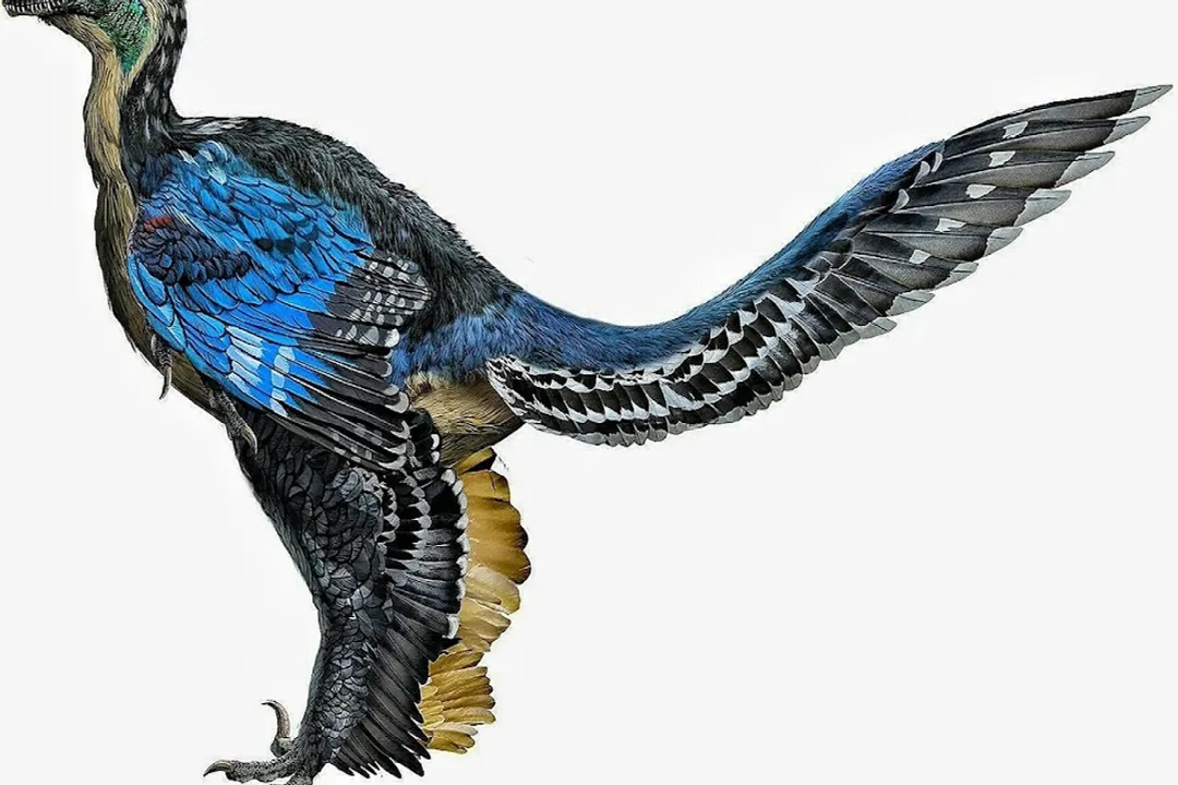 Xiaotingia Locations, Evolutionary Placement