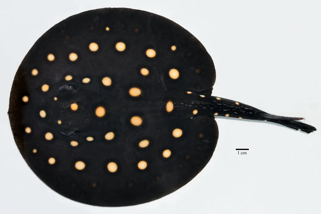Xingu River Ray Scientific Classification, Species Identity