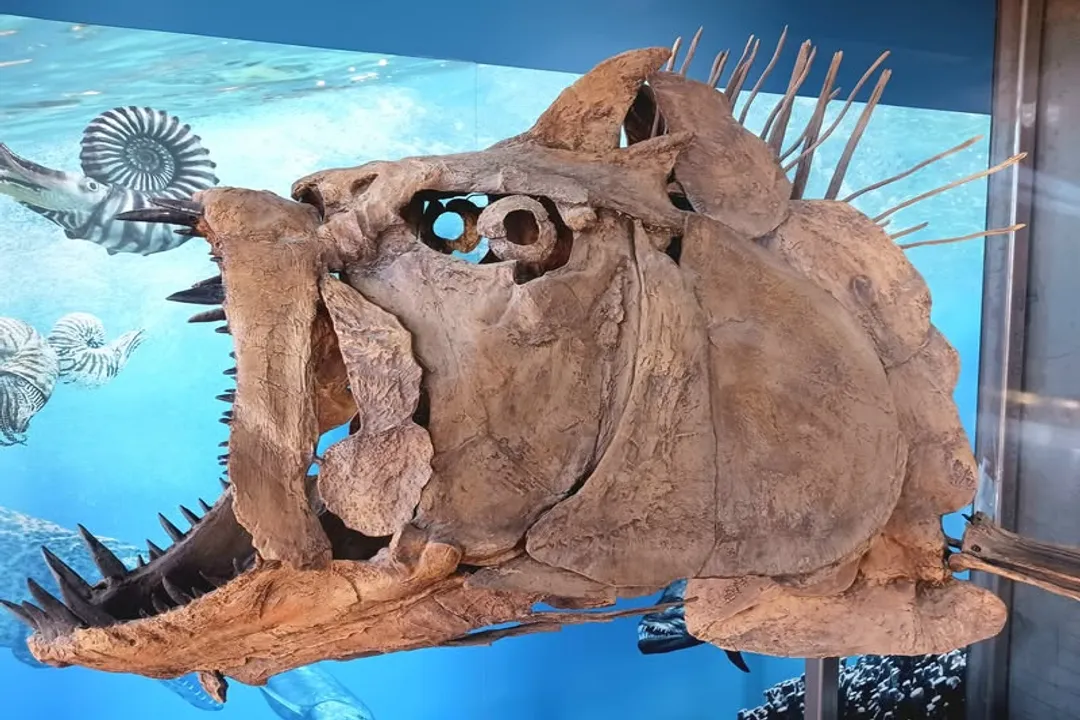 Xiphactinus Diet, Known Food Sources