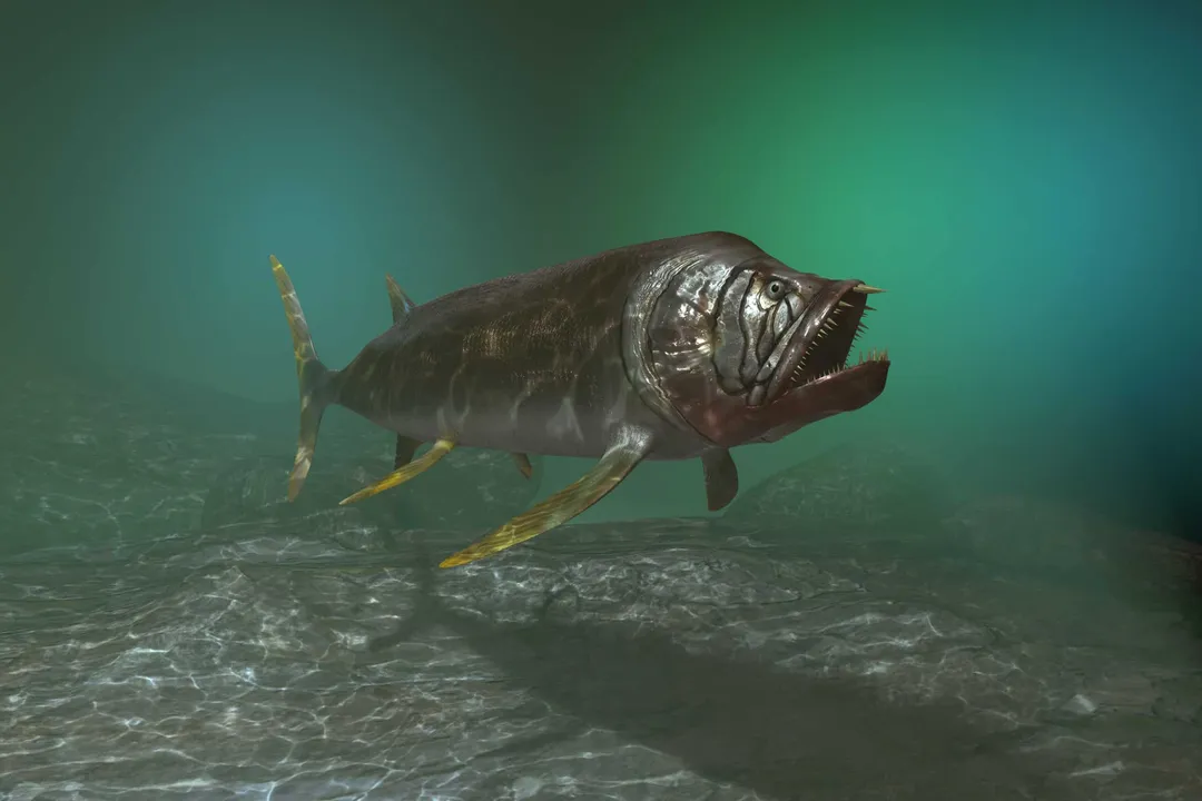 Xiphactinus Evolution, Bony Fish