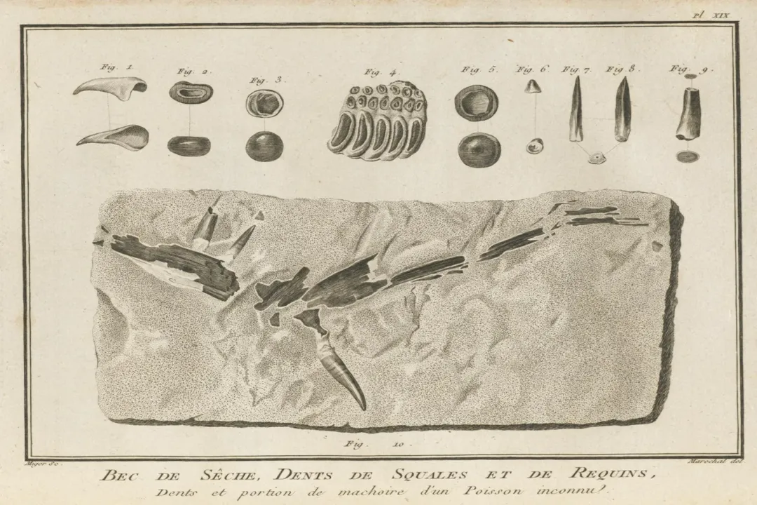 Xiphactinus Scientific Classification, Family Details