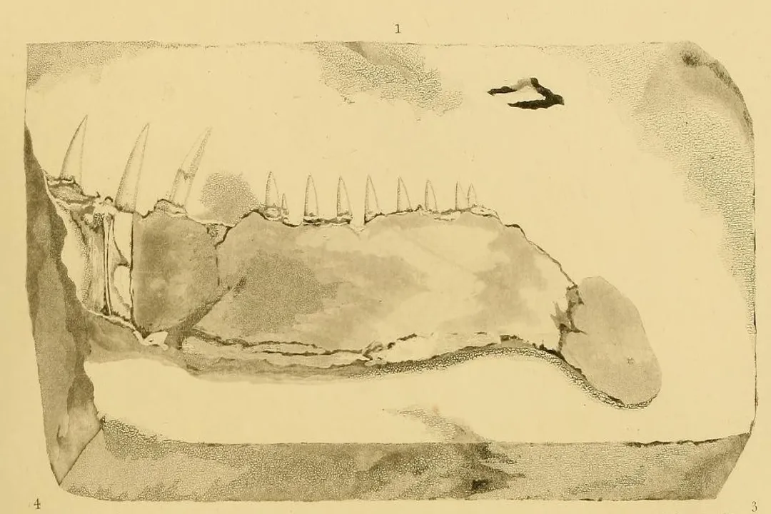 Xiphactinus Scientific Classification, Order Rank