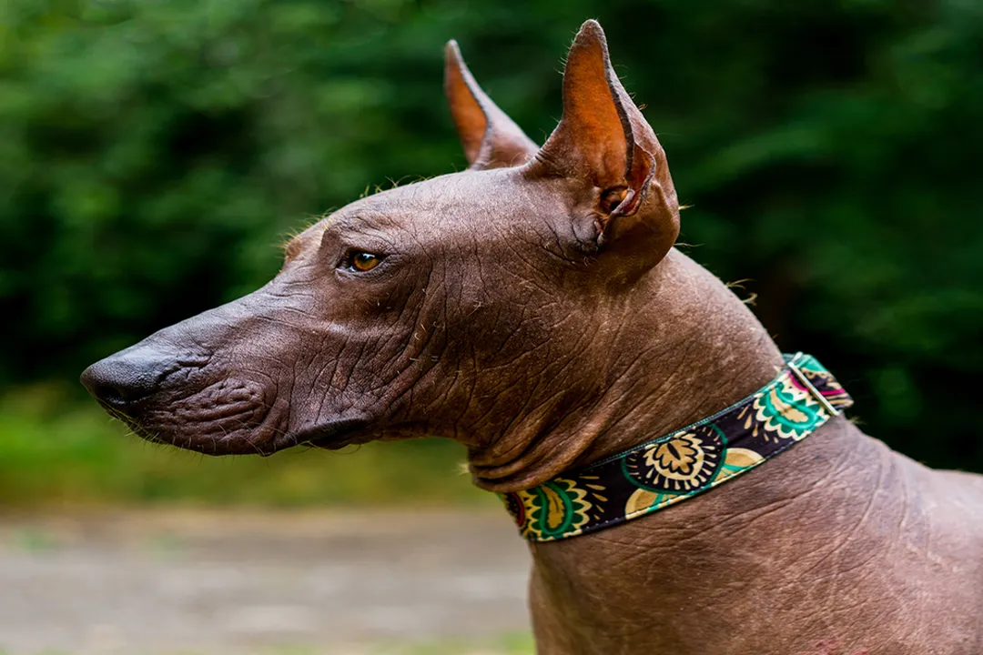 Xoloitzcuintli Diet, Food Options