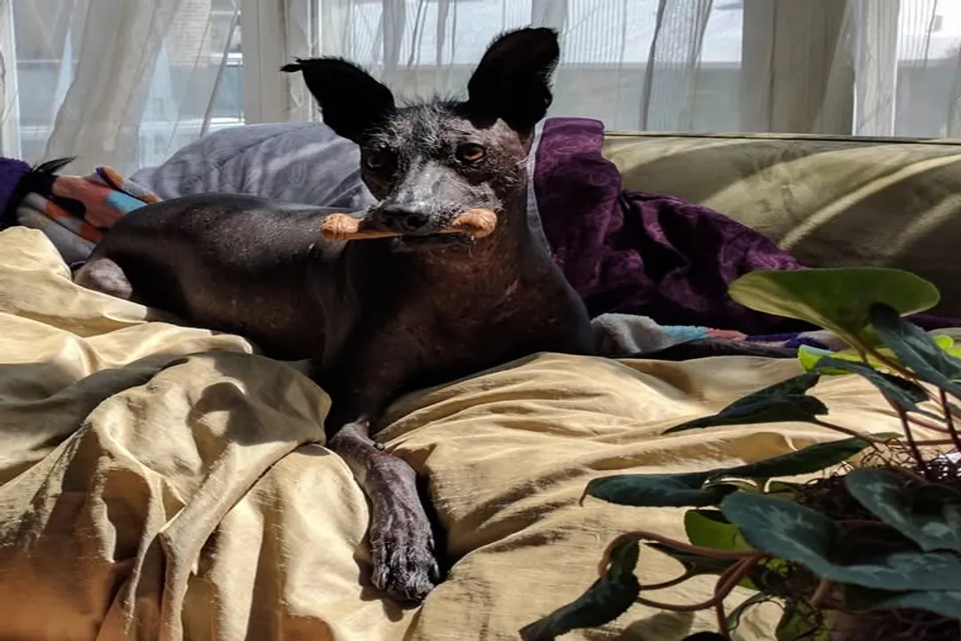 Xoloitzcuintli Diet, Breed Sensitivities