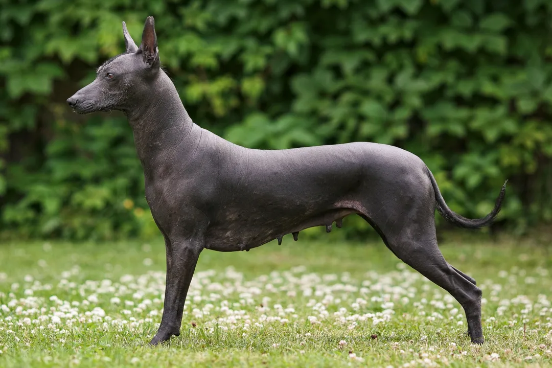 Xoloitzcuintli Diet, Growth Stages