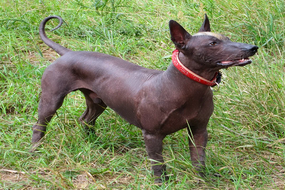 Xoloitzcuintli Diet
