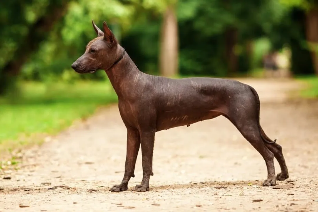 Xoloitzcuintli Facts, Hairless Versus Coated