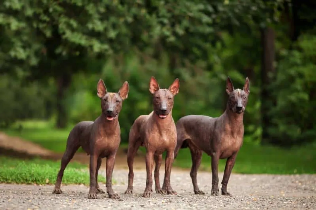 Xoloitzcuintli Facts, Size Variations