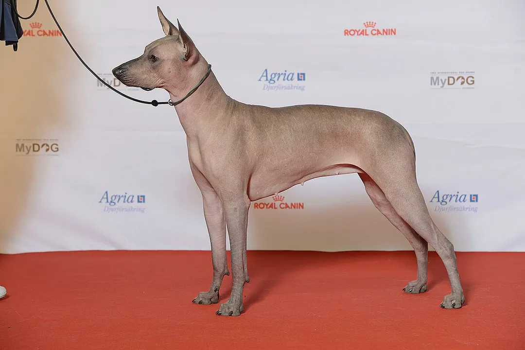 Xoloitzcuintli Facts