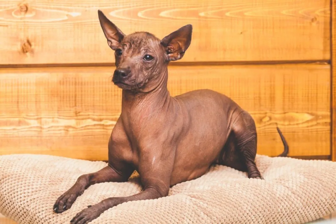 Xoloitzcuintli Facts, Unique Physical Traits