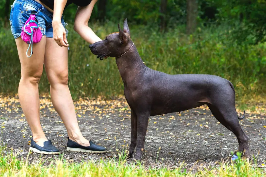 Xoloitzcuintli Physical Characteristics, Structure Movement