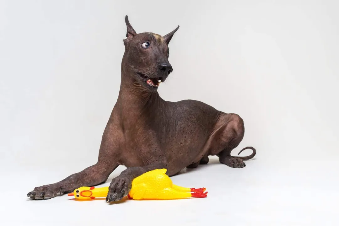 Xoloitzcuintli Physical Characteristics, Size Varieties