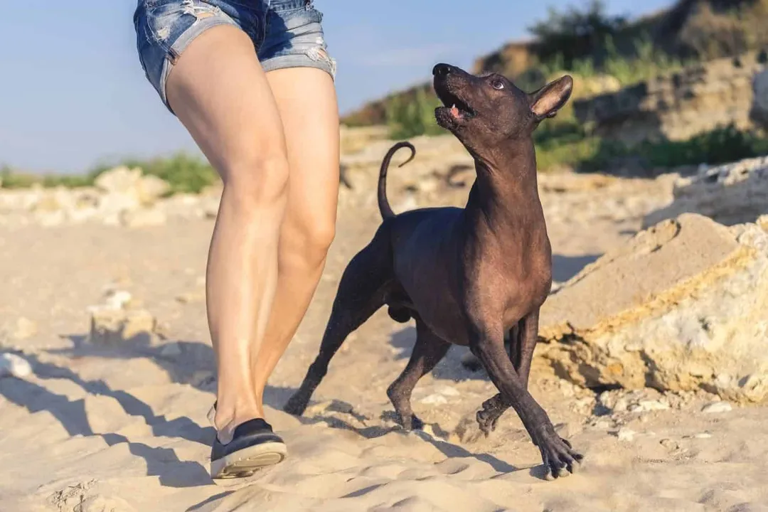 Xoloitzcuintli Physical Characteristics, Head Details