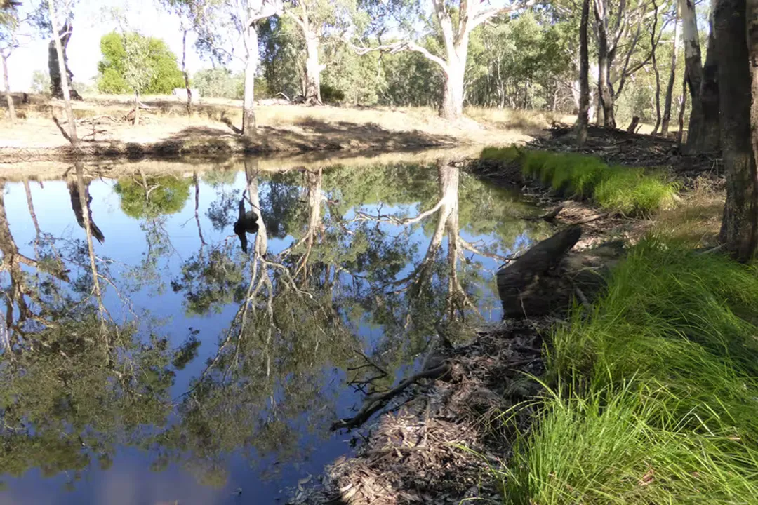 Yabby Diet, Natural Role