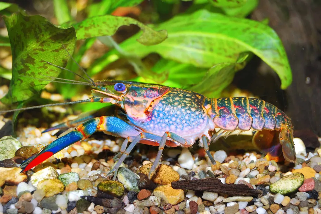 Yabby Physical Characteristics, Head Features