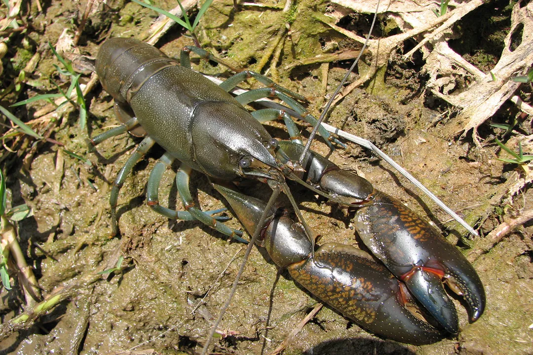 Yabby Physical Characteristics, Coloring and Appearance