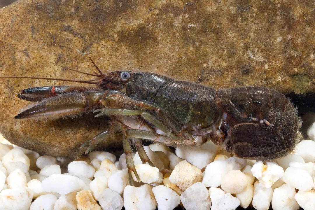Yabby Scientific Classification