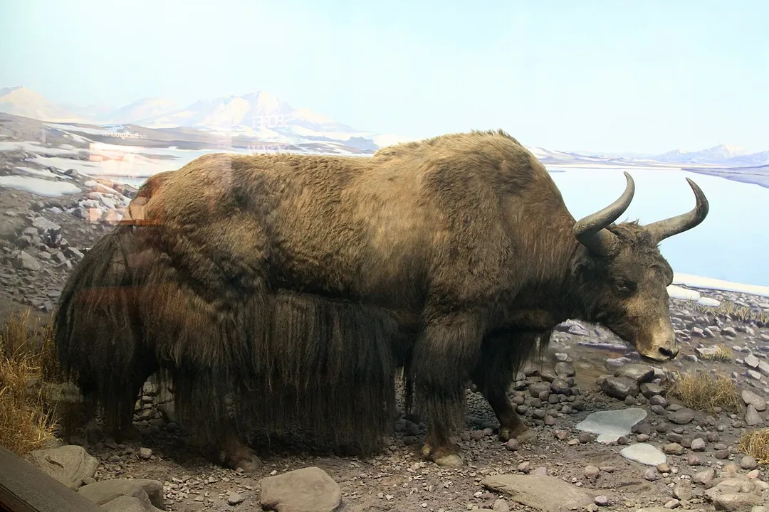 Yak Diet