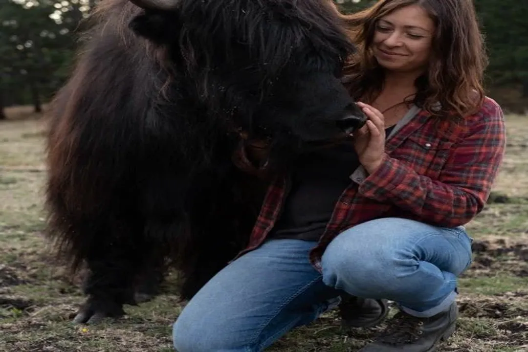 Yak Diet, Nutrient Demands