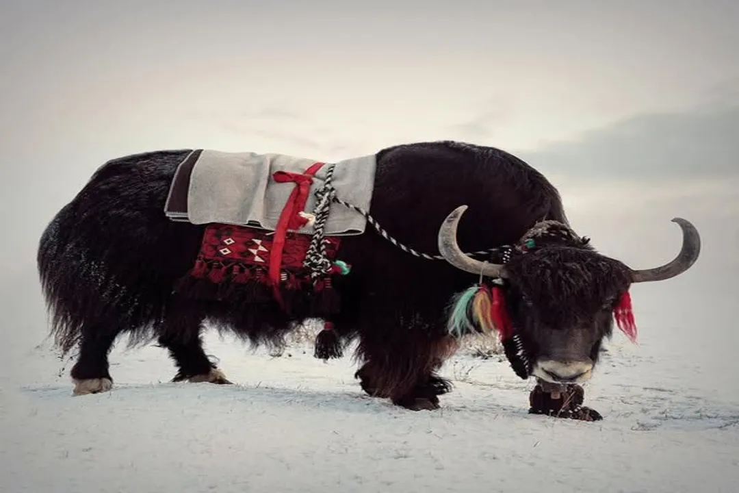 Yak Diet, Natural Forage