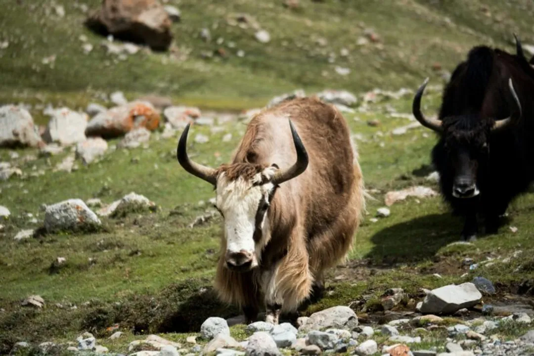 Yak Physical Characteristics, Horn Structure