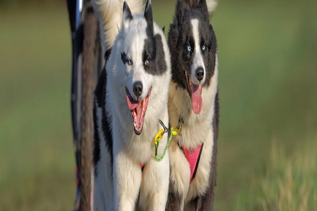 Yakutian Laika Diet, Ancestral Fuel