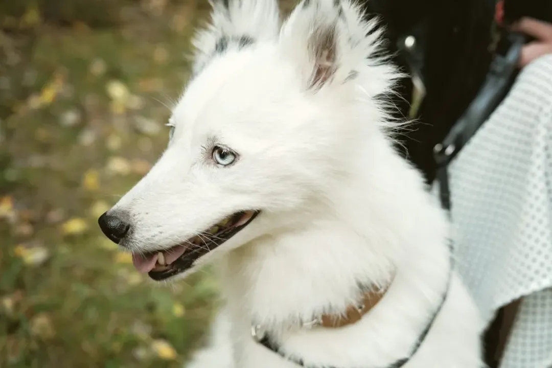 Yakutian Laika Facts, Temperament Traits