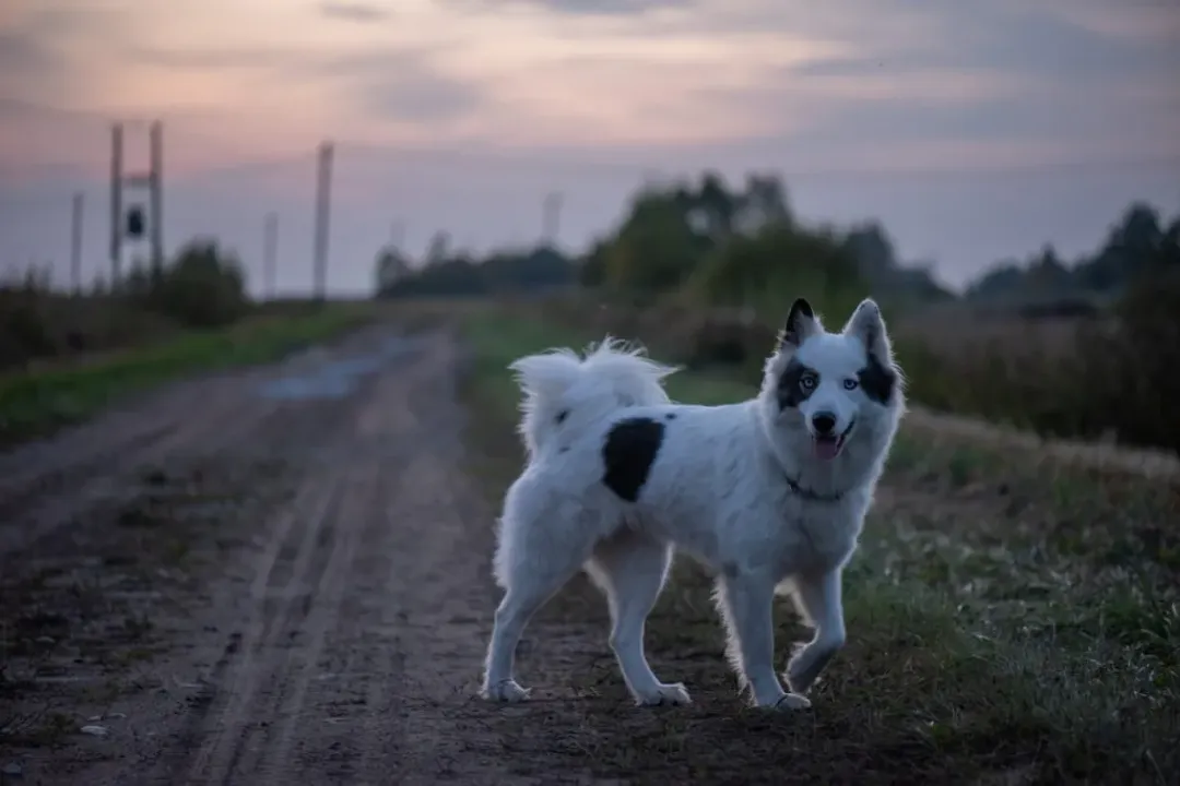 Yakutian Laika Facts, Care Requirements