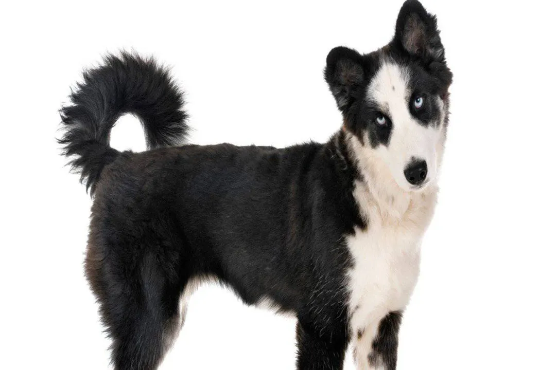 Yakutian Laika Locations, Global Footprint Recognition