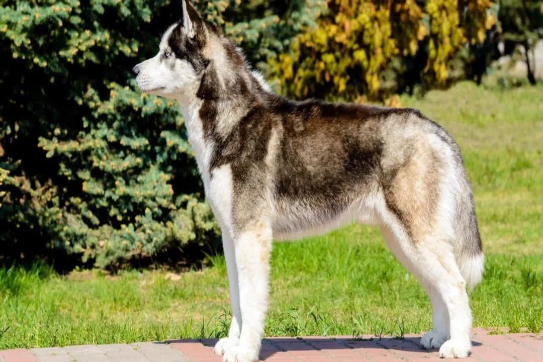 Yakutian Laika Physical Characteristics, Cranial Features