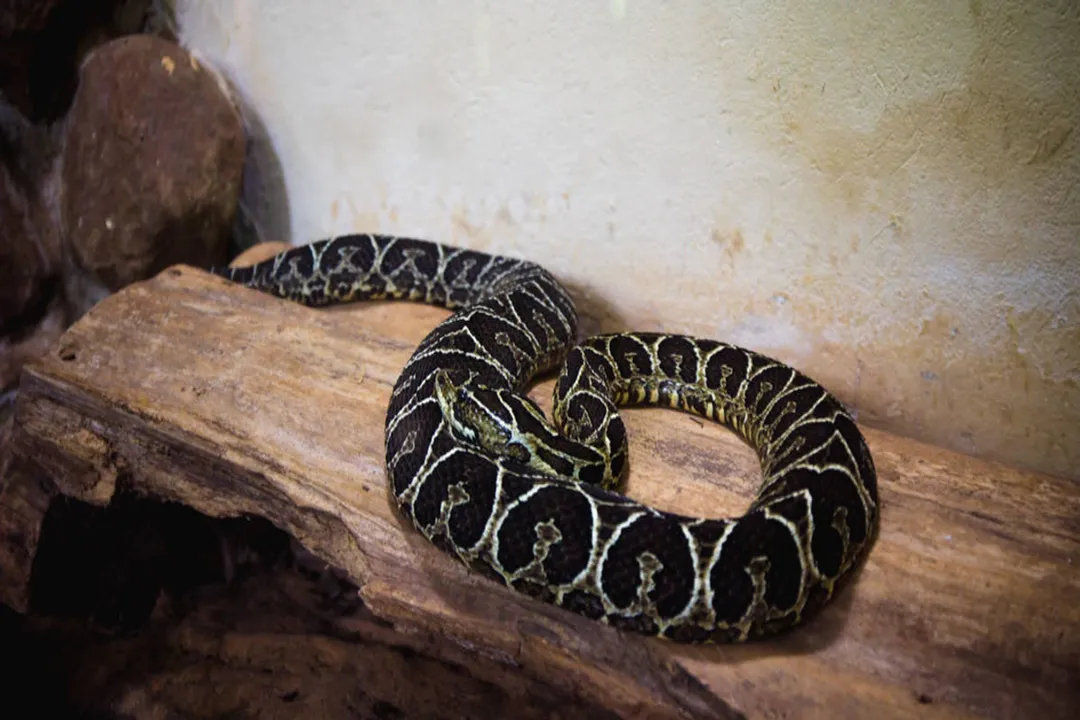 Yarara Locations, South American Range