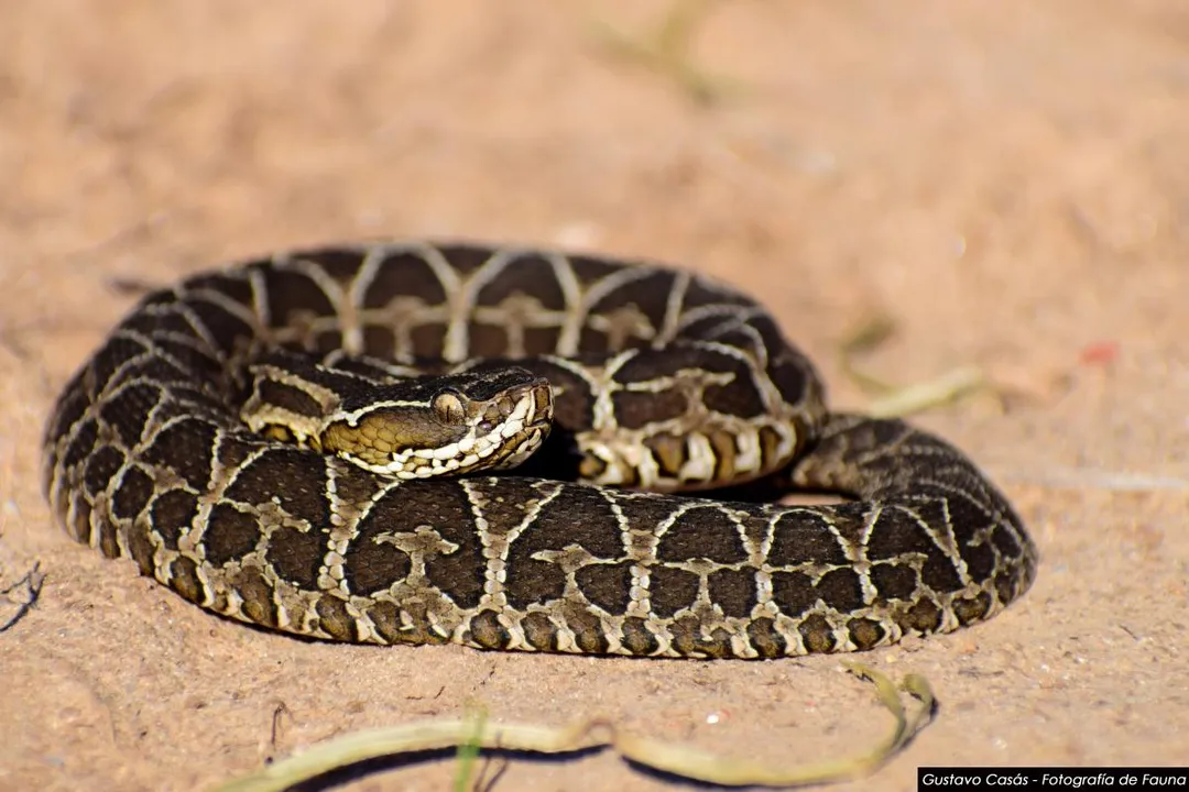 Yarara Scientific Classification