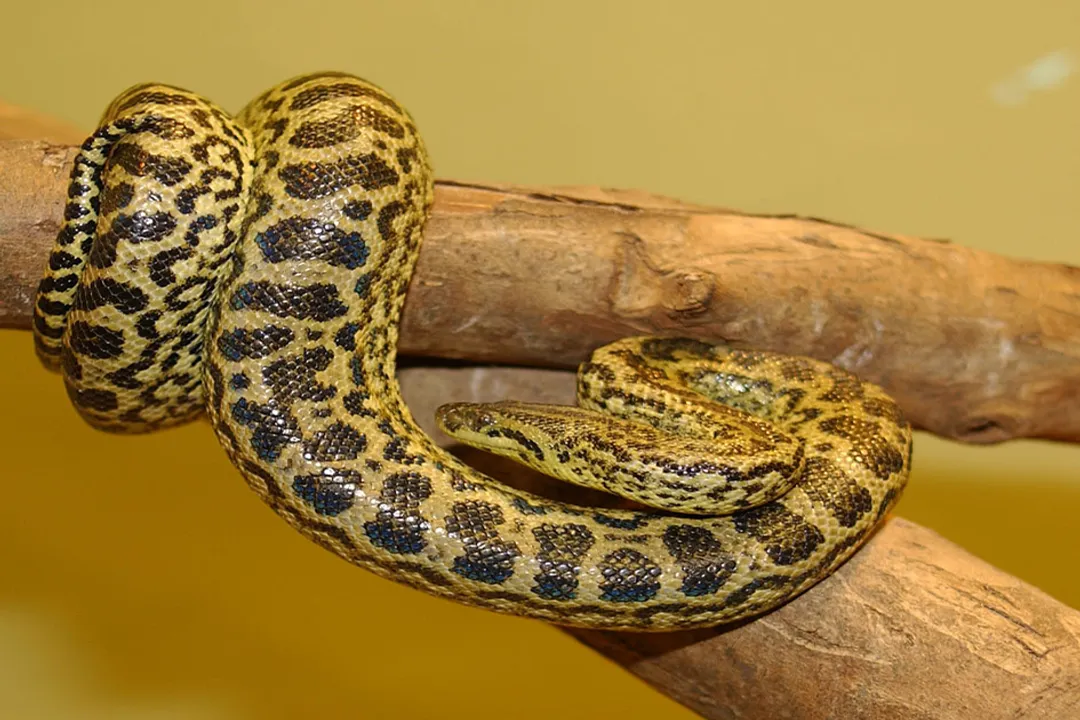 Yellow Anaconda Diet, Hunting Cycle