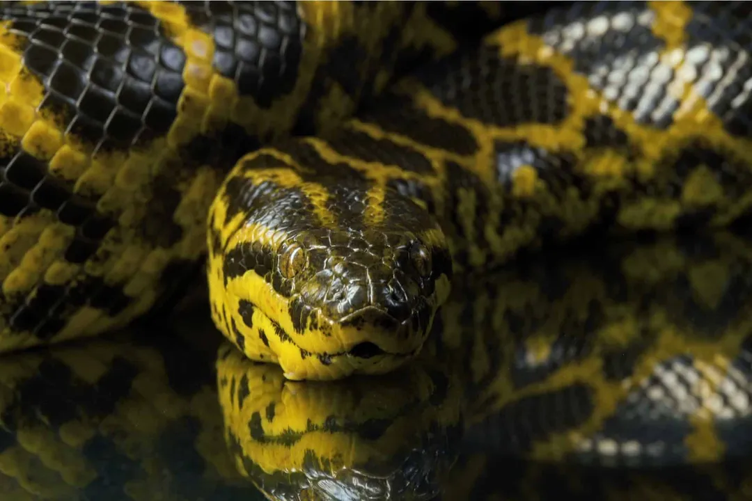 Yellow Anaconda Facts, Sensory World