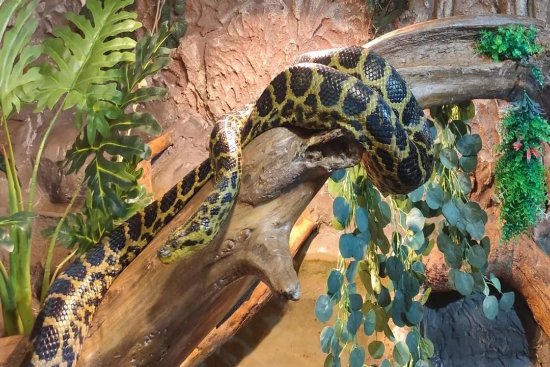 Yellow Anaconda Locations, South American Habitat