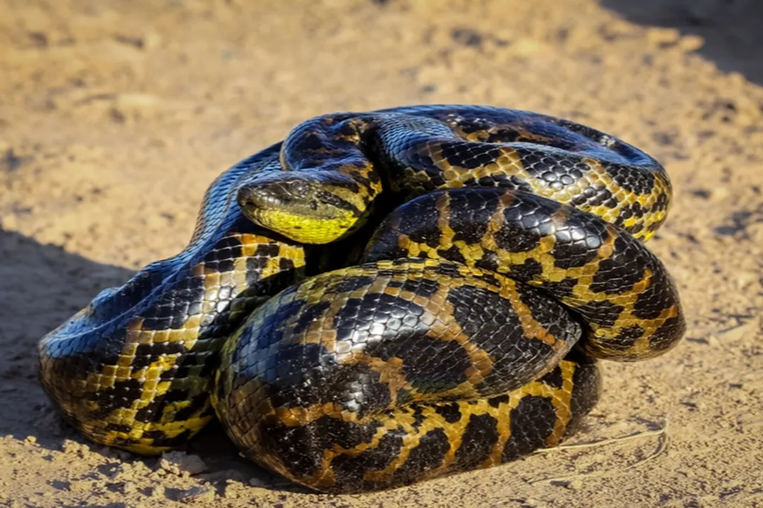 Yellow Anaconda Physical Characteristics, Head Features