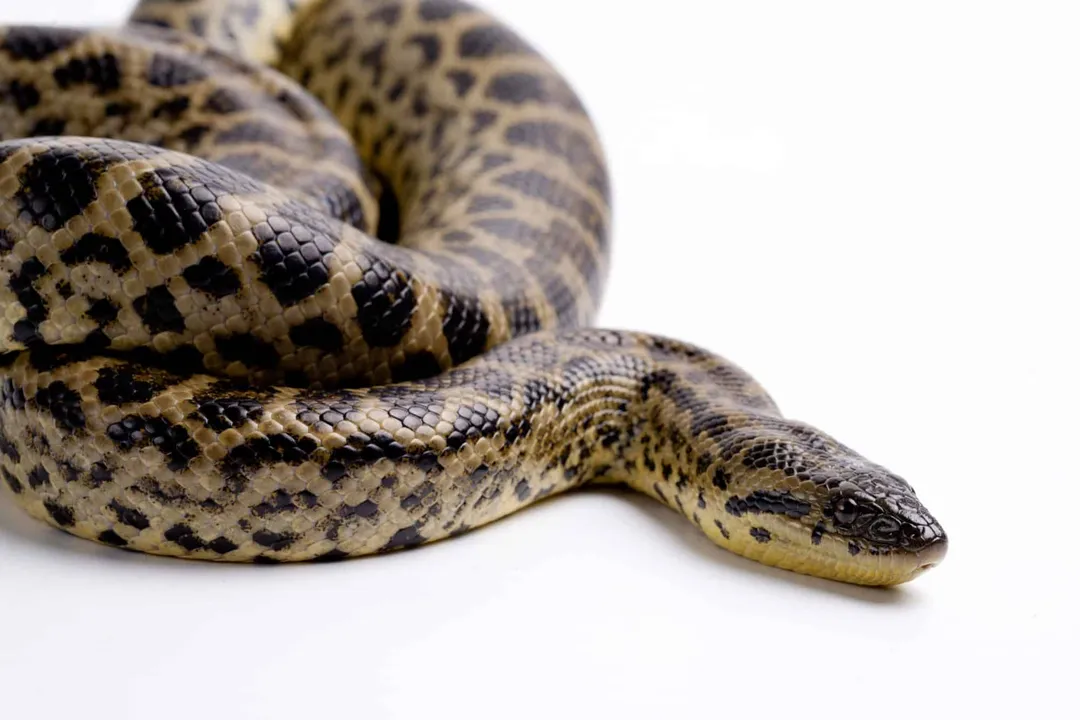 Yellow Anaconda Physical Characteristics