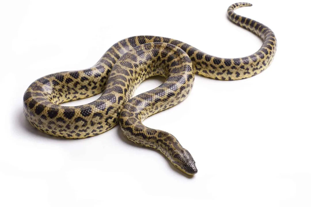 Yellow Anaconda Scientific Classification, Reptile Order